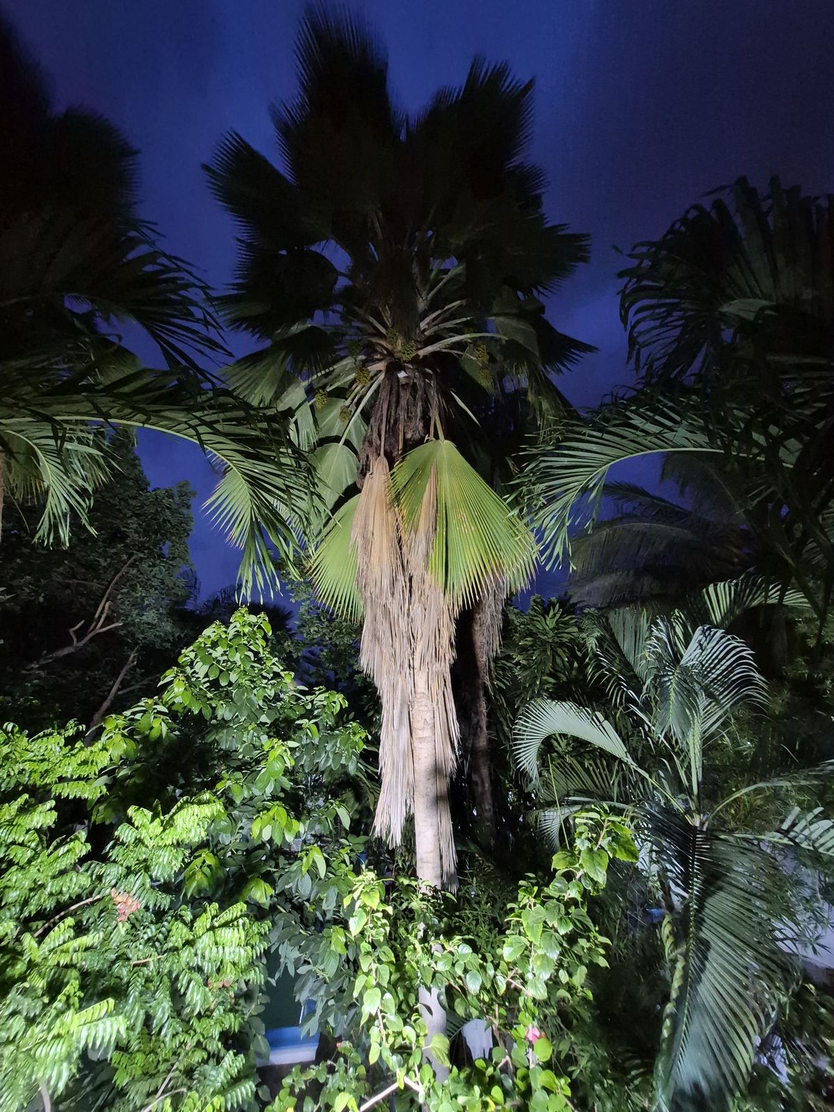 Tall fan palm in the garden at night