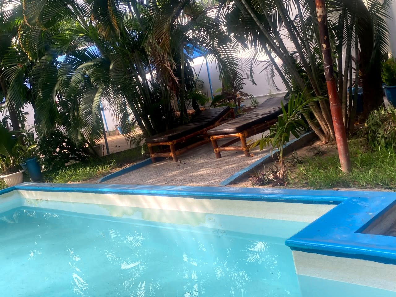 Sun loungers under palm trees next to the pool