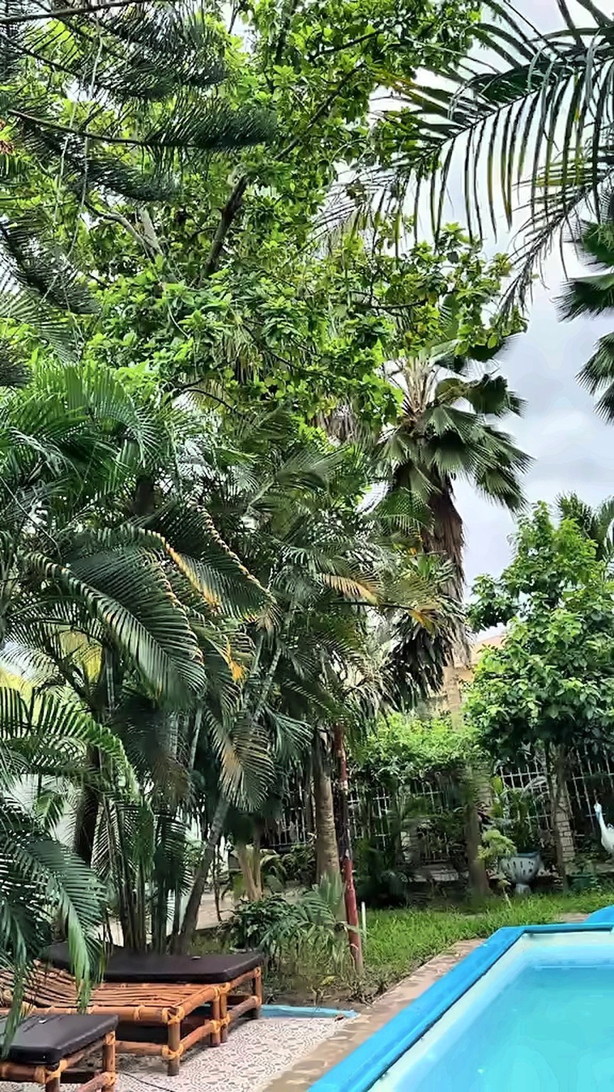 Pool and tropical garden