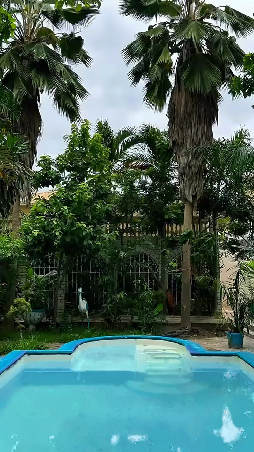 Pool and palms